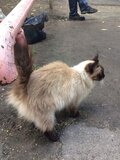 Жалоба-отзыв: Волонтеры-зоозащитники - Помогите спасти мою кошку из лап «волонтёров-зоозащитников»!