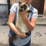 Жалоба-отзыв: Волонтеры-зоозащитники - Помогите спасти мою кошку из лап «волонтёров-зоозащитников»!.  Фото №2