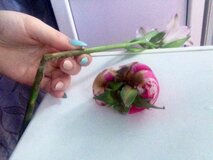 Жалоба-отзыв: Roseberry Flowers Цветы Шары Бесплатная Доставка Белгород RBFlowers - Заказали первый раз и остались в таком "восторге".  Фото №1