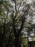Жалоба-отзыв: Администрация Прохоровского района - Аварийные деревья.  Фото №2