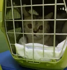 Жалоба-отзыв: Ветеринарная клиника Спектр-Вет - Угробили кошку.  Фото №1